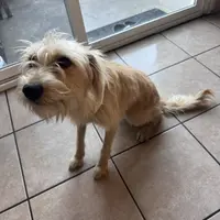 Sugar, a female Xoloitzcuintli for sale in Los Angeles, CA – Photo 4 of 10