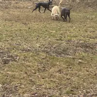 Sugar, a female Xoloitzcuintli for sale in Los Angeles, CA – Photo 10 of 10