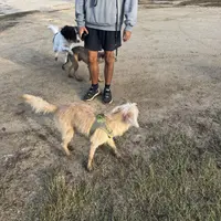 Sugar, a female Xoloitzcuintli for sale in Los Angeles, CA – Photo 9 of 10