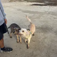 Sugar, a female Xoloitzcuintli for sale in Los Angeles, CA – Photo 7 of 10