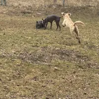 Sugar, a female Xoloitzcuintli for sale in Los Angeles, CA – Photo 6 of 10