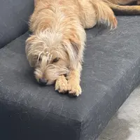 Sugar, a female Xoloitzcuintli for sale in Los Angeles, CA – Photo 5 of 10