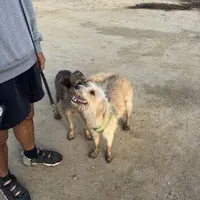 Sugar, a female Xoloitzcuintli for sale in Los Angeles, CA – Photo 8 of 10