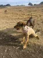 Blackie, a female Xoloitzcuintli for sale in Los Angeles, CA – 8 of 10