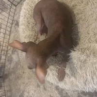 Kobe, a male Xoloitzcuintli for sale in Los Angeles, CA – Photo 9 of 10