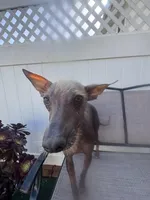Kobe, a male Xoloitzcuintli for sale in Los Angeles, CA – 5 of 10