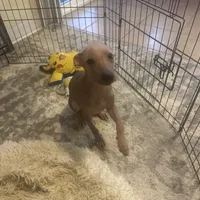 Kobe, a male Xoloitzcuintli for sale in Los Angeles, CA – Photo 3 of 10