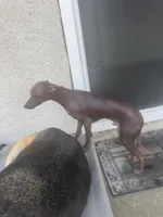 Kobe, a male Xoloitzcuintli for sale in Los Angeles, CA – 2 of 10