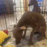 Kobe, a male Xoloitzcuintli for sale in Los Angeles, CA – Photo 6 of 10