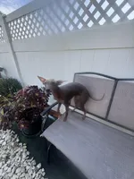 Kobe, a male Xoloitzcuintli for sale in Los Angeles, CA – 10 of 10