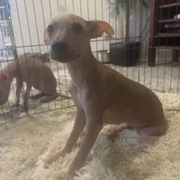 Kobe, a male Xoloitzcuintli for sale in Los Angeles, CA – Photo 8 of 10