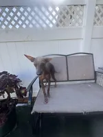 Kobe, a male Xoloitzcuintli for sale in Los Angeles, CA – 9 of 10