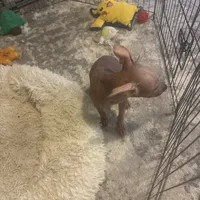 Kobe, a male Xoloitzcuintli for sale in Los Angeles, CA – Photo 4 of 10