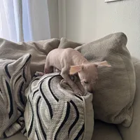 Kobe, a male Xoloitzcuintli for sale in Los Angeles, CA – Photo 1 of 10