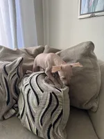 processed/4d5142de-35d6-48d1-971a-8eb58f52523c/listing/3a59bb00-9d0e-4122-8131-90b60cd9b1a6/996d50dd-bd96-41ef-a220-f881a9f7b5dd