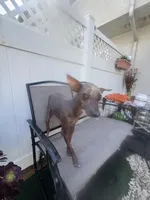 Kobe, a male Xoloitzcuintli for sale in Los Angeles, CA – 7 of 10