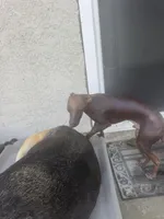Kobe, a male Xoloitzcuintli for sale in Los Angeles, CA – 6 of 10