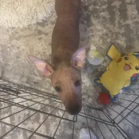 Kobe, a male Xoloitzcuintli for sale in Los Angeles, CA – Photo 2 of 10