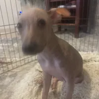 Kobe, a male Xoloitzcuintli for sale in Los Angeles, CA – Photo 10 of 10