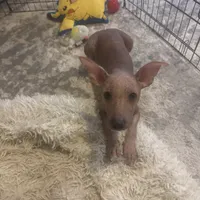 Kobe, a male Xoloitzcuintli for sale in Los Angeles, CA – Photo 5 of 10