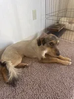Blackie, a female Xoloitzcuintli for sale in Los Angeles, CA – 2 of 10