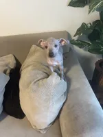 Bronny, a male Xoloitzcuintli for sale in Los Angeles, CA – Photo 6 of 9