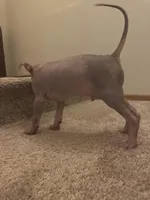 Bronny, a male Xoloitzcuintli for sale in Los Angeles, CA – Photo 7 of 9