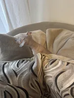 Bronny, a male Xoloitzcuintli for sale in Los Angeles, CA – Photo 2 of 9