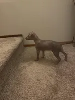 Bronny, a male Xoloitzcuintli for sale in Los Angeles, CA – Photo 9 of 9