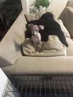 Bronny, a male Xoloitzcuintli for sale in Los Angeles, CA – Photo 5 of 9