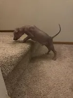 Bronny, a male Xoloitzcuintli for sale in Los Angeles, CA – Photo 8 of 9