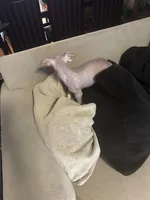 Bronny, a male Xoloitzcuintli for sale in Los Angeles, CA – Photo 4 of 9