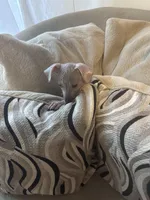 Bronny, a male Xoloitzcuintli for sale in Los Angeles, CA – Photo 3 of 9