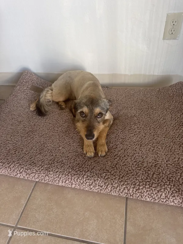 Blackie – Xoloitzcuintli puppy for sale in Los Angeles, CA