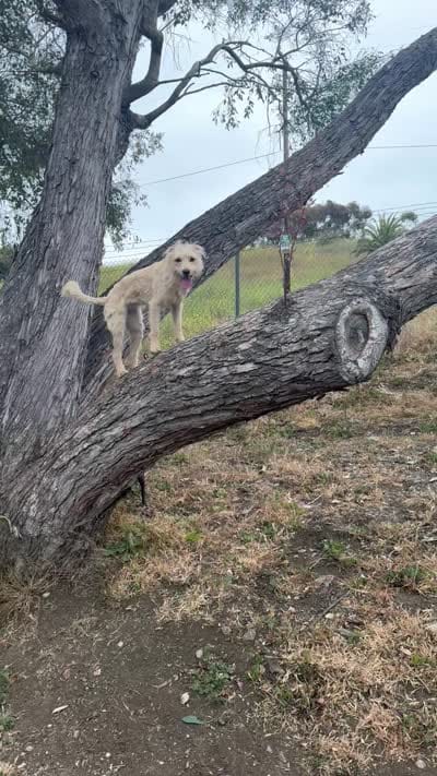 Sugar, a female Xoloitzcuintli for sale in Cape Coral, FL – 2 of 3