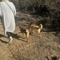 Blackie, a female Xoloitzcuintli for sale in Los Angeles, CA – Photo 6 of 10