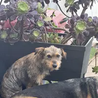 Blackie, a female Xoloitzcuintli for sale in Los Angeles, CA – Photo 1 of 10