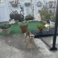 Blackie, a female Xoloitzcuintli for sale in Los Angeles, CA – Photo 2 of 10