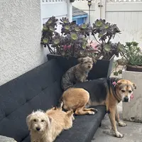 Blackie, a female Xoloitzcuintli for sale in Los Angeles, CA – Photo 10 of 10