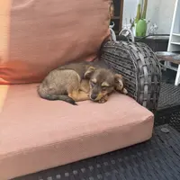 Blackie, a female Xoloitzcuintli for sale in Los Angeles, CA – Photo 3 of 10