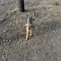 Blackie, a female Xoloitzcuintli for sale in Los Angeles, CA – Photo 5 of 10