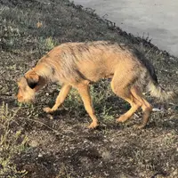 Blackie, a female Xoloitzcuintli for sale in Los Angeles, CA – Photo 9 of 10