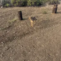 Blackie, a female Xoloitzcuintli for sale in Los Angeles, CA – Photo 7 of 10