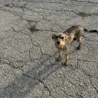 Blackie, a female Xoloitzcuintli for sale in Los Angeles, CA – Photo 4 of 10