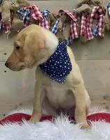 Orange Collar Male, a male Labrador Retriever for sale in Chireno, TX – 2 of 4