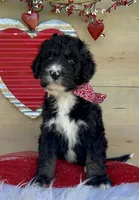 processed/4d55bf63-585c-47a2-8ece-f7503c1b9a48/listing/08b6c2ef-5b14-4ae5-b398-184af85bb59b/b47f1ace-f67d-4eb2-9930-c556bae9fd39