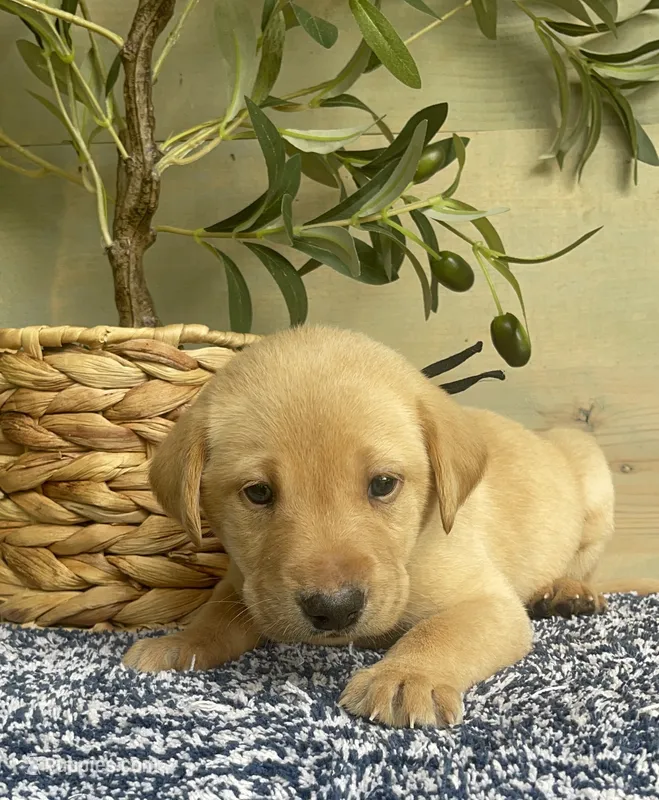 Black Collar Male – Labrador Retriever puppy for sale in Chireno, TX