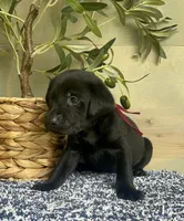 black Female, a female Labrador Retriever for sale in Chireno, TX – 2 of 4
