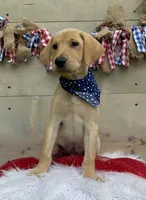 Black Collar Male, a male Labrador Retriever for sale in Chireno, TX – 3 of 4