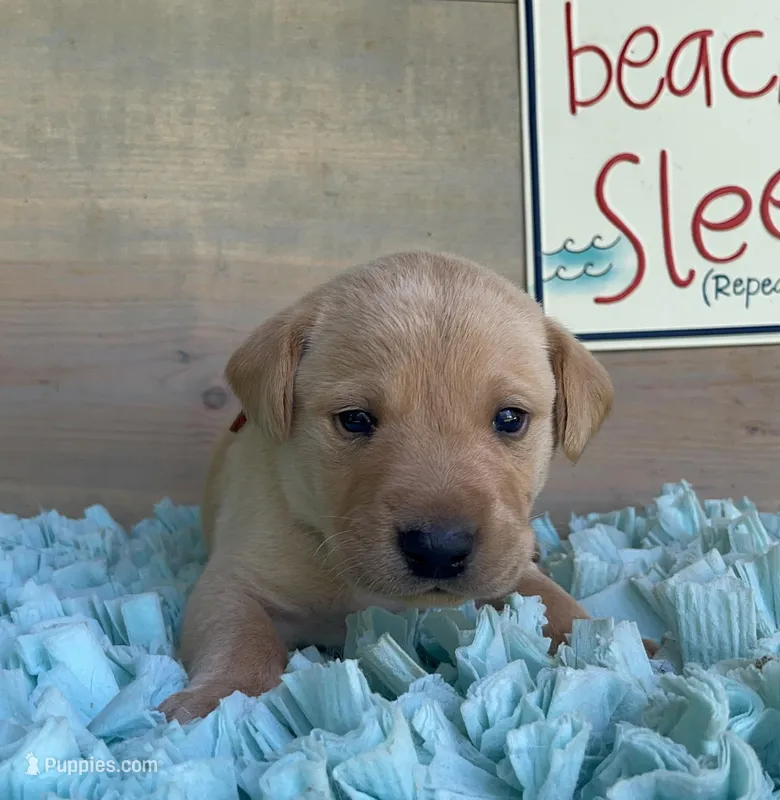 Orange Collar Male – Labrador Retriever puppy for sale in Chireno, TX